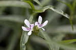 American waterwillow